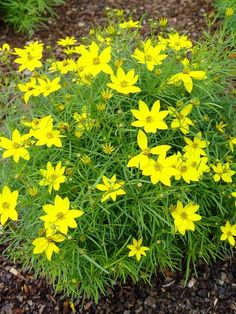 some yellow flowers are growing in the dirt