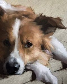 a brown and white dog laying on top of a couch