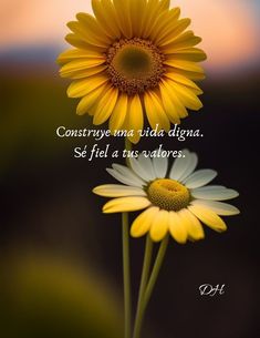 two yellow and white flowers with a quote