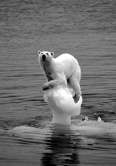 a polar bear sitting on top of an iceberg in the water with text reading your evolution expedition