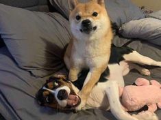 a small dog laying on top of a bed next to a stuffed animal toy with its mouth open