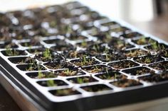 seedlings are growing in trays on the table