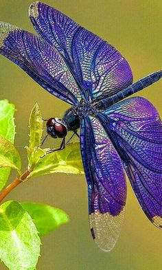 a blue dragonfly sitting on top of a purple flower