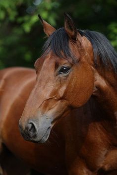 two brown horses standing next to each other