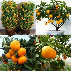 there are four pictures of oranges growing in the same potted plant, and one is still on the tree