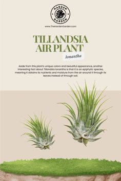 two air plants sitting on top of a lush green field with the words,'tillandsia airplant '