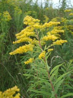 the yellow flowers are blooming in the field