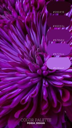 a purple flower with the words color palette below it