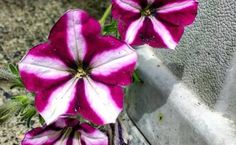 two pink and white flowers are growing out of the ground