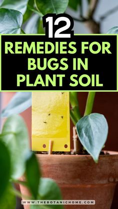 Tips on how to get rid of black bugs on plants, including solutions to kill gnats in house and get rid of gnats. Features advice on managing plant bugs, plant pests, and gnats in house plants. Kill Gnats In House, Gnats In House, Gnats In House Plants, How To Get Rid Of Gnats, Common House Plants, Plant Bugs, Organic Gardening Pest Control, Natural Insecticide