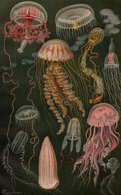 an image of jellyfish in the water