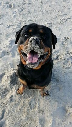 a black and brown dog sitting in the sand with its tongue hanging out looking at the camera