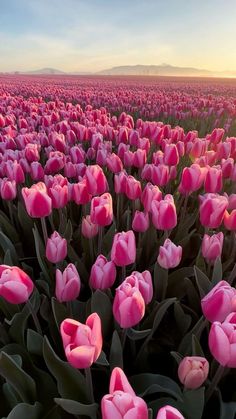 a field full of pink tulips at sunset