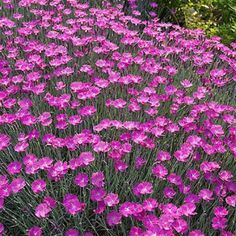 purple flowers are growing in the grass