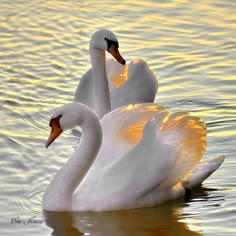 two white swans swimming on top of a lake with their necks touching each other's heads