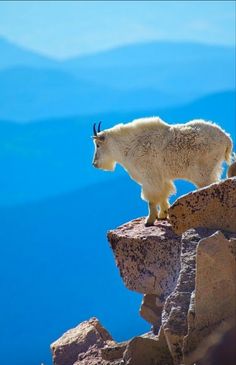 a mountain goat standing on top of a rocky cliff