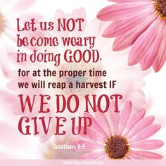 pink flowers with the words, let us not become weary in doing god for at the proper time we will reap harvest if we do not give up