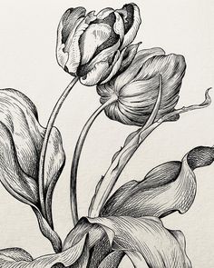 a black and white drawing of a flower