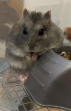 a hamster is sitting on top of a cage with food in it's mouth