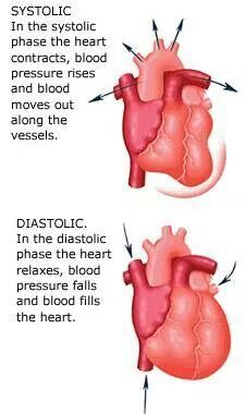 the heart is divided into two parts