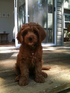 a brown dog sitting on top of a wooden deck