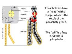 the diagram shows how phosphants have been used to make their own structures