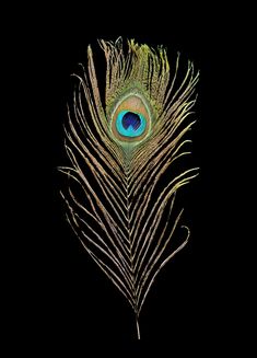 an image of a peacock feather with its tail feathers are very long and it looks like they