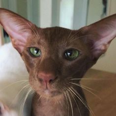 a close up of a cat with green eyes