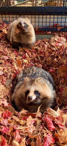 two raccoons are laying in the leaves