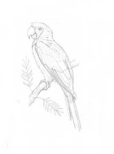 a black and white drawing of a parrot on a branch