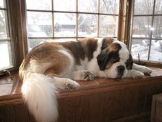 a brown and white dog laying on top of a window sill