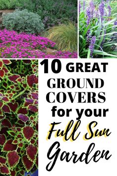 the top 10 great ground covers for your full sun garden