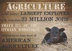 an image of a cow in the middle of some grass with words above it that say, agriculture is the nation's largest employee