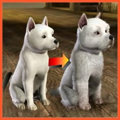 two white dogs sitting next to each other on top of a wooden floor in front of an orange frame