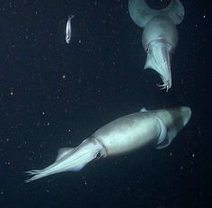 two squid fish swimming in the ocean at night with light shining on them's fins