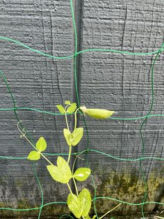 a small plant growing out of the ground next to a fence