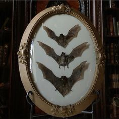 three bats mounted on a wall in a frame with gold trimming and ornate detailing