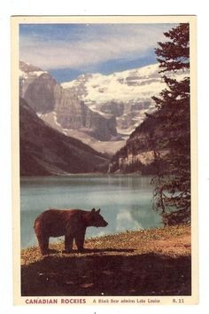 a brown bear standing on top of a grass covered field next to a mountain lake