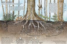 an image of the inside of a tree with roots and root systems labeled in english