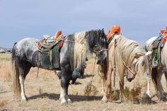 two horses standing next to each other on a dry grass field