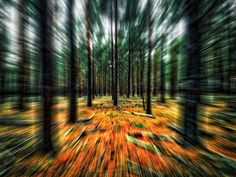 an abstract photograph of trees in the woods