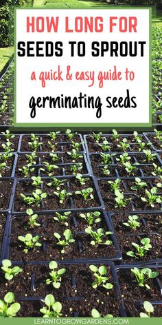 seed plants growing in rows with text overlay how long for seeds to sprout?