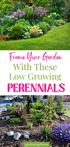 15 Enchanting Low-Growing Perennials to Beautify Your Garden Borders and Pathways Low Growing Perennial Border Plants, Landscape Ideas Perennials, Perennial Flower Beds In Front Of House, Perennial Border Design, Perineal Landscaping Ideas, Low Growing Perennials, Chaos Gardening, Boarder Plants