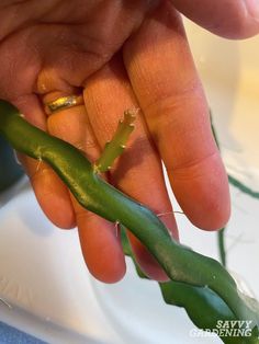 a person is holding a green plant in their left hand and touching it with the other hand