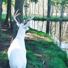 a white deer standing next to a body of water in the woods with trees around it