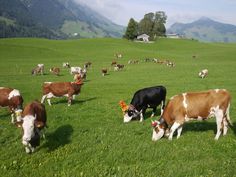 several cows grazing in a field with mountains in the background