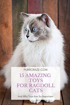 a white cat with blue eyes sitting on top of a wooden floor next to a sign that says, 15 amazing toys for ragdoll cats and why they are so important