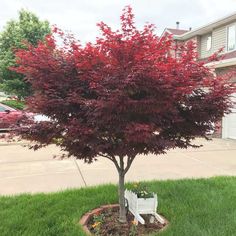 a small tree with red leaves in the middle of a flower bed next to a house