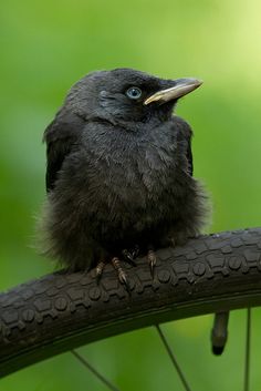 a small black bird sitting on top of a bike tire