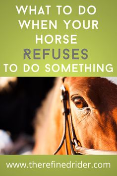 a horse with the words, what to do when your horse refuses to do something